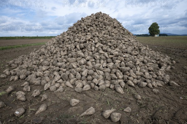 A pile of sugar beet (Beta Vulgaris) lies in the field after harvesting ready for transport to the
