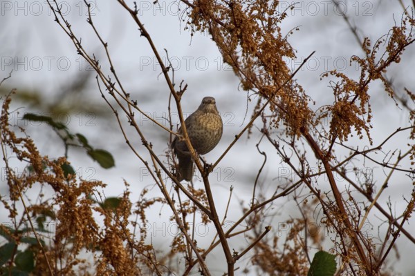 Blackbird (Turdus merula) surrounded by dry branches in winter landscape, Wismar-Kluß pond area,