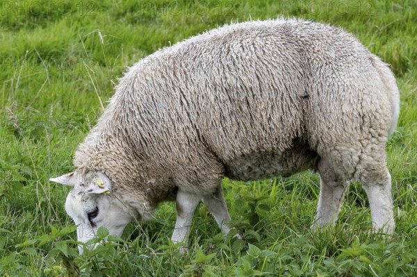 Sheep in the field
