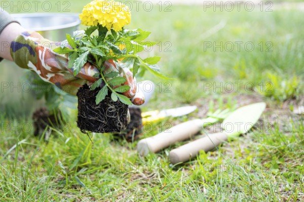 Yellow and orange marigold seedlings with roots are prepared for planting in the open ground in