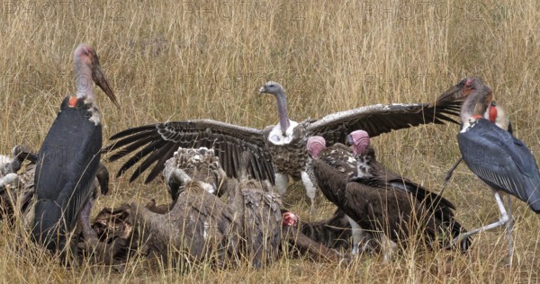 African White Backed Vulture (gyps africanus), Ruppell's Vulture, gyps rueppelli, Lappet Faced