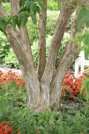 Seven Sons of Heaven shrub (Heptacodium miconioides), Anchers Havecentre, Munich, Bavaria, Germany,