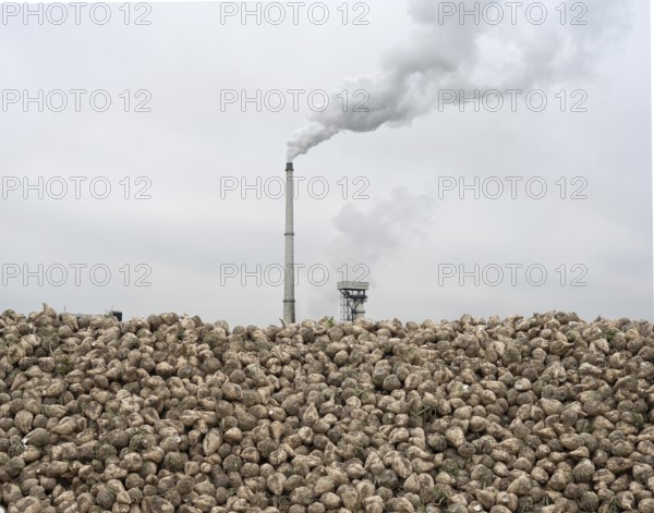 Sugar beet (Beta Vulgaris) as a beet bunker lying on a long pile in the field in front of the