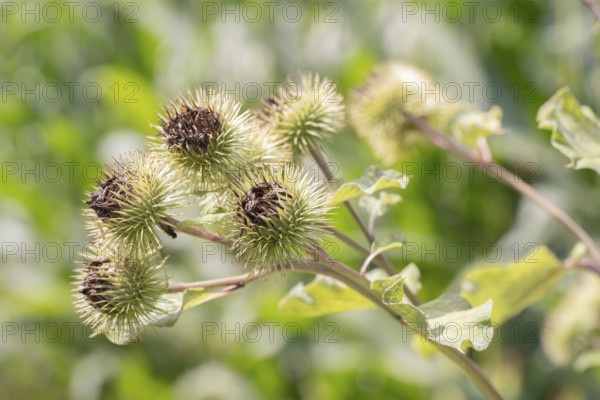 Greater burdock (Arctium lappa), close-up of fruit stand, Velbert, North Rhine-Westphalia, Germany,
