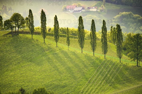 South styria vineyards landscape, near Gamlitz, Austria, Eckberg, Europe. Grape hills view from