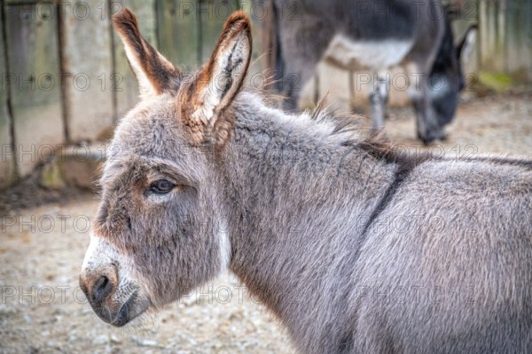 A donkey (Equus asinus) standing sideways in an enclosure with other animals in the background,