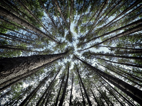 Artistic abstract image of tall pine forest tree tops over blue sky, Muskoka, Ontario, Canada,