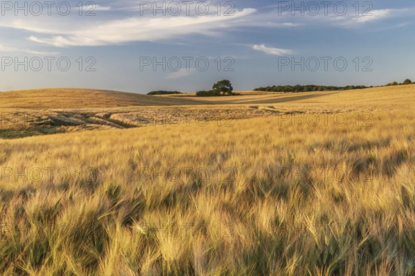 Field of barley in evening light near Ulsnis in Angeln in Schleswig-Holstein, Germany. Field of