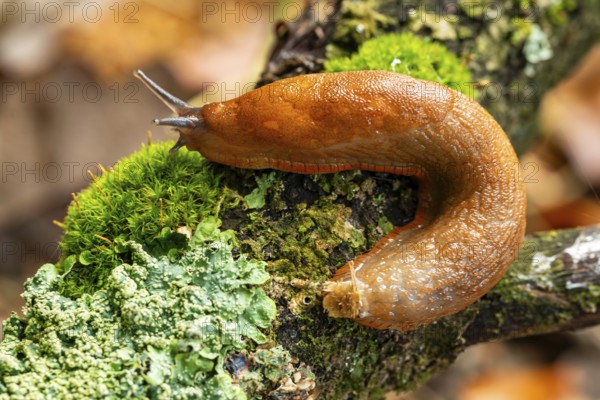 Slug (Spanish slug, Arion vulgaris) crawling on a moss-covered branch with lichens, detailed