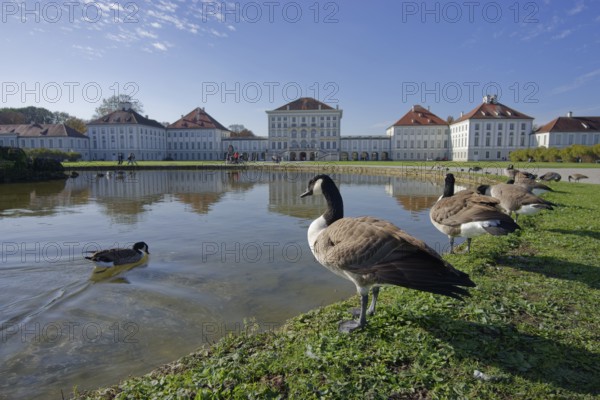 Canada geese in front of Nymphenburg Palace, Munich, Bavaria, Free State, Isar, Germany, Europe