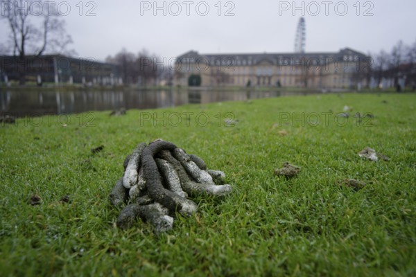 Goose droppings on the banks of the Eckensee, wild goose problem, wild geese, wild goose, Nile