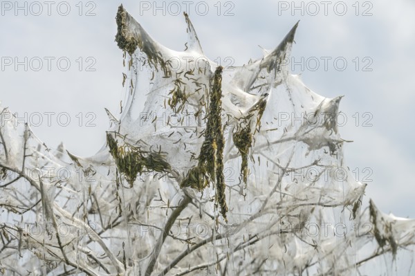 Mass emergence of ermine moth caterpillars (Yponomeutidae) and their nesting webs hanging on in the
