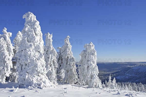Winter landscape, trees with hoarfrost, Hornisgrinde, Central Black Forest nature park Park,