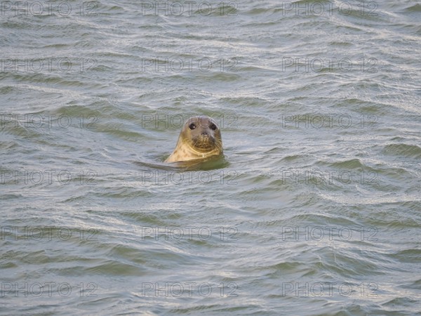 Harbour seal (Phoca vitulina) at the Dutch North Sea, Brouwersdam, province of South Holland,