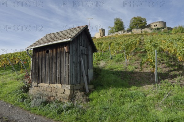 Vineyard hut, autumn in the vineyards near the Weibertreu castle ruins, Weinsberg, Weinsberg