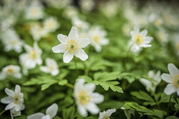 Close-up of white anemones and green leaves, sharp image in the foreground, spring-like nature,