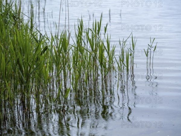 Common reed (Phragmites australis) on the shore of Lake Schaalsee, Zarrentin am Schaalsee,