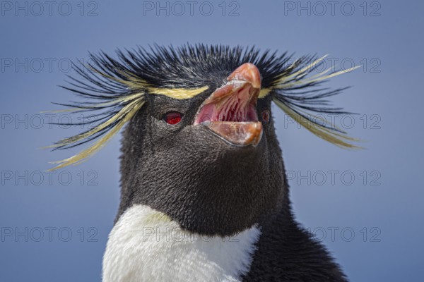 Rockhopper penguin (Eudyptes chrysocome), portrait, Pebble Island, Falkland Islands, Great Britain,