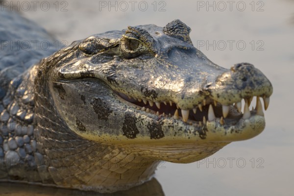 Caiman (Caimaninae), Crocodile (Alligatoridae), crocodile (Crocodylia), animal portrait, Pantanal,