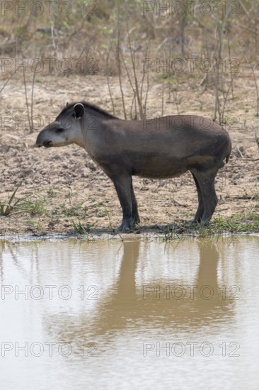 Lowland tapir (Tapirus terrestris), reflection, Pantanal, inland, wetland, UNESCO Biosphere