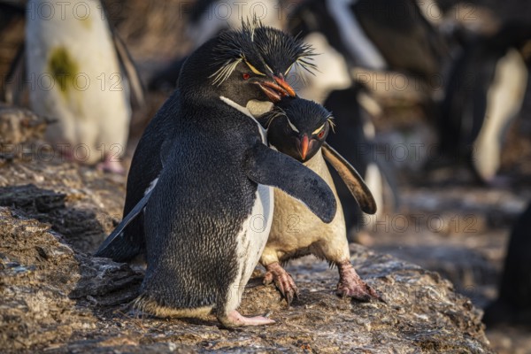 Rockhopper penguins (Eudyptes chrysocome) arguing, Pebble Island, Falkland Islands, Great Britain,