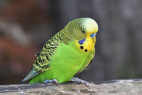 Wild green Budgie (Melopsittacus undulatus), male, sitting on a branch, Origin Australia, captive,