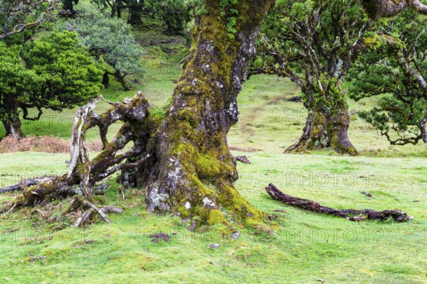 Moss and plant covered ancient laurel trees, Old laurel forest, stinkwood (Ocotea foetens),