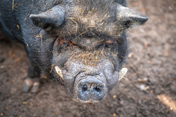 Vietnamese pot-bellied pig (Sus scrofa domesticus) in its territory, Eisenberg, Thuringia, Germany,