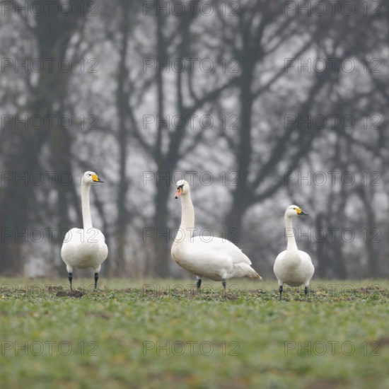 Family reunion... Whooper Swan, Mute Swan, Bewick's Swan (Cignus spec.), rare encounter, three