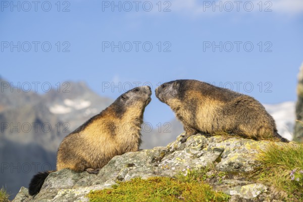 Alpine marmot (Marmota marmota) in autumn, Grossglockner, High Tauern National Park, Austria,