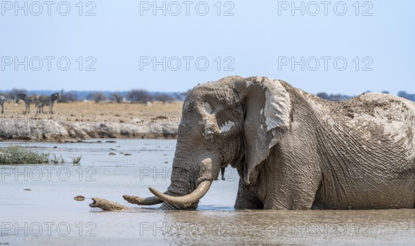 African elephant (Loxodonta africana), adult, standing in water, at a waterhole, Nxai Pan National