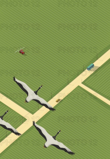 Vector background with road, green fields, cars, tractor and flying geese, isometric background