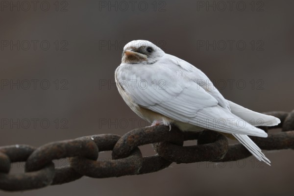 No albino... white barn swallow (Hirundo rustica), conspicuous young bird, leucistic swallow,