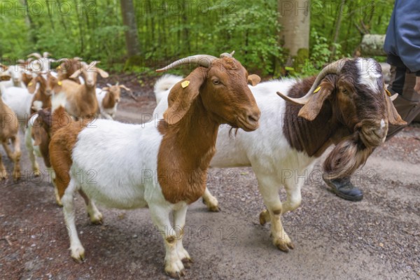 Brown and white goat herd and shepherd walking along a forest path, Gechingen forest pasture,