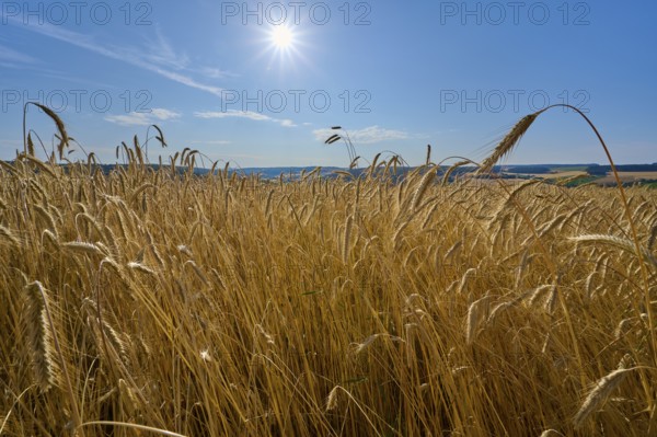 A sunny rye grain field stretches under a steel-blue sky, summer, Wenkheim, Werbach,