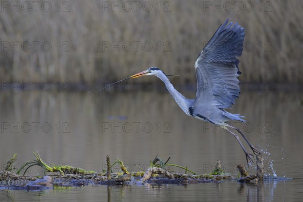 Grey heron (Ardea cinerea), starting from floating roots of water lily with branch in beak, Neckar