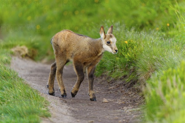 A young fawn on a path between lush, green meadows in spring, chamois, chamois, (Rupicapra