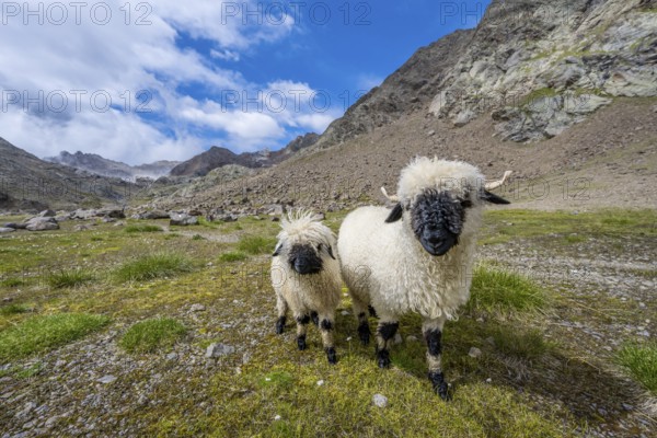 Two Valais Blacknose sheep (Ovis gmelini aries), high alpine mountain valley, Obere Senner Egete,