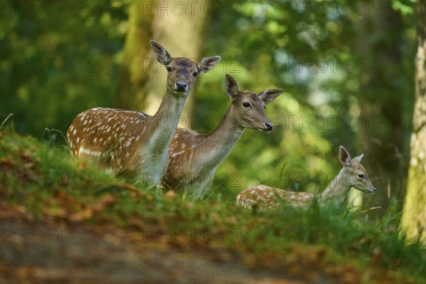 Fallow deer (Dama dama), female, three fallow deer with fawn standing close together, vigilantly