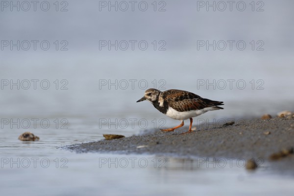 Typical wading bird on the North Sea coast... Ruddy turnstone (Arenaria interpres), male in