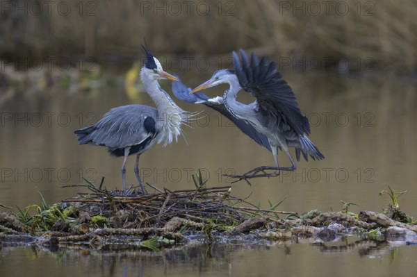 Grey heron (Ardea cinerea), breeding pair building a nest on the floating roots of the water lily,