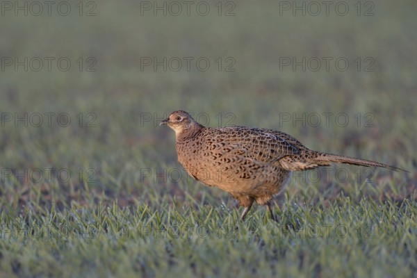 Early light... Hunting pheasant (Phasianus colchicus), female, hen, at first light shortly after