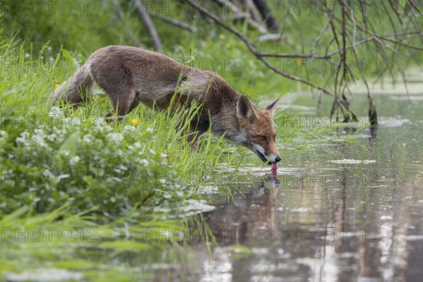 Drinking fox... Red fox (Vulpes vulpes) is thirsty, drinking from a small body of water, natural