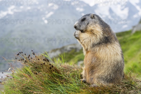 Alpine marmot (Marmota marmota) in autumn, Grossglockner, High Tauern National Park, Austria,