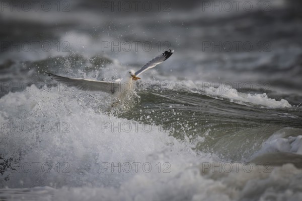 Herring gull (Larus argentatus) in the surf with a captured starfish in its beak, Hvide Sande,