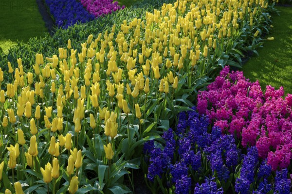 A colourful flowerbed with yellow tulips and colourful hyacinths, Keukenhof, Lisse, province of