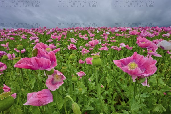 Opium poppy (Papaver somniferum), close-up of pink poppies with cloudy sky in the background,