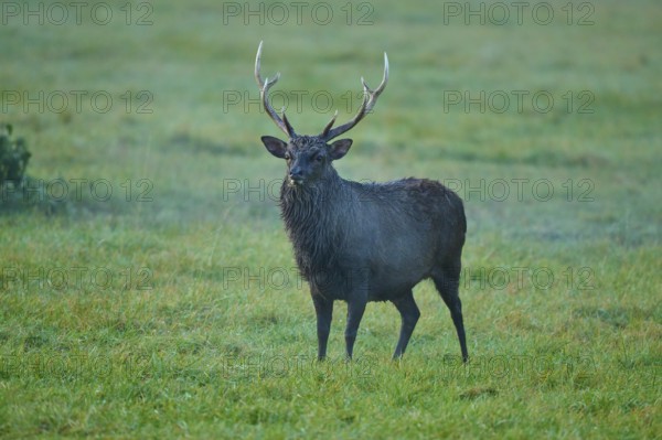 Sika deer (Cervus nippon), with antlers on a green meadow in natural surroundings in morning light,