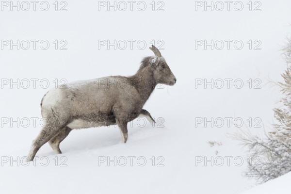 Rocky Mountain bighorn sheep (Ovis canadensis) in winter with snowfall and strong wind, adult