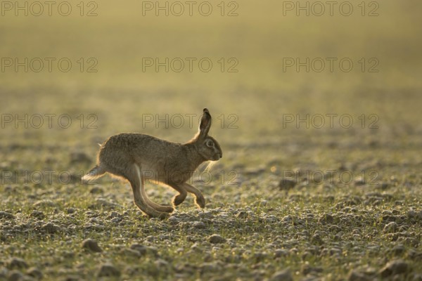 Long hind legs... European hare (Lepus europaeus), hare running across a field in late winter in